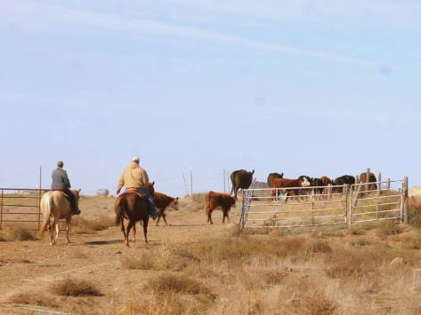 Toni Moving Cows