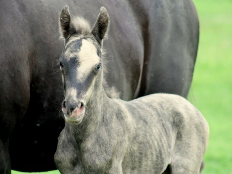 StingerFillyMay2014-4