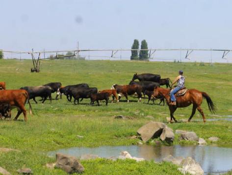 WeaningCalvesJune2014-1